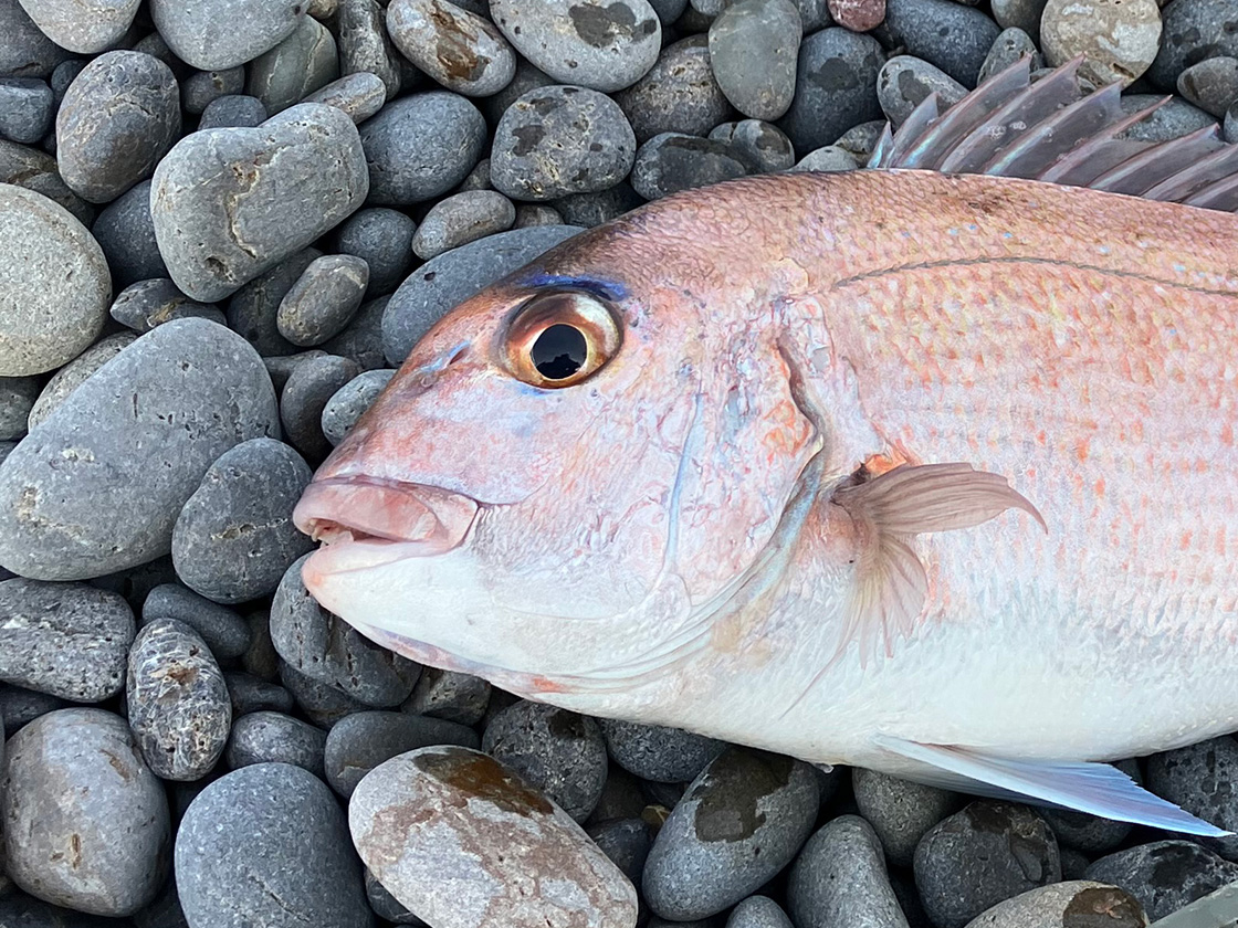 煙樹ヶ浜にて遠投カゴ釣り 今年初真鯛！ 2025年4月5日