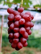 オールド ラパラ F-5 5個 F-7 ５個 10個セット 口紅 赤ベニ ラパラ カウントダウン CD-9 口紅 腹巻 Rapala ミノー オールドラパラ