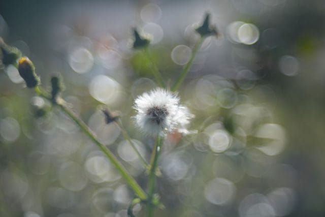 Fujinon 55mm f2.2 review作例 M42マウント バブルボケが出る富士