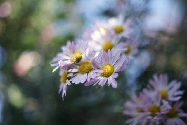 Nikkor-H.C 50mm f2 L39 Review作例 5cm ニコンのライカLマウント銘玉