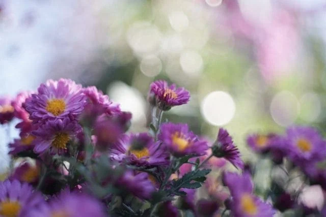 Nikkor-H.C 50mm f2 L39 Review作例 5cm ニコンのライカLマウント銘玉