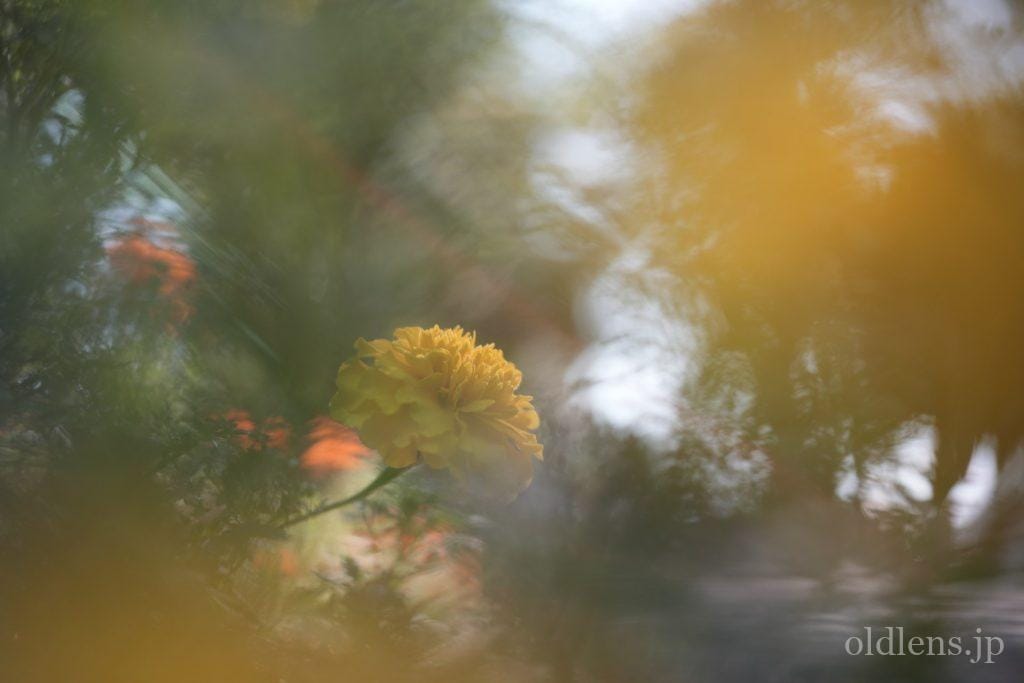 Pentacon Prakticar 50mm f2.4 MC review作例 元メイヤー Bokeh Monster