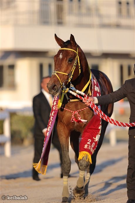 東京大賞典】豪脚披露！ウシュバテソーロが充実の1年を勝利で締める