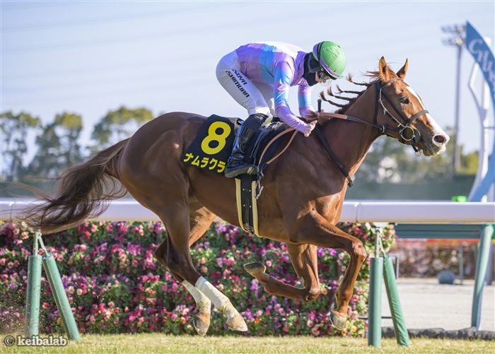 ナムラクララ - Namura Clara - 競走馬データベース | 競馬ラボ