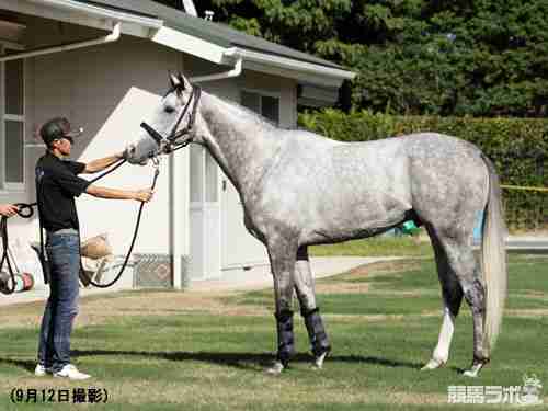 重圧を力に変えるゴールドシップの秋緒戦 | 須貝尚介調教師 | 競馬ラボ