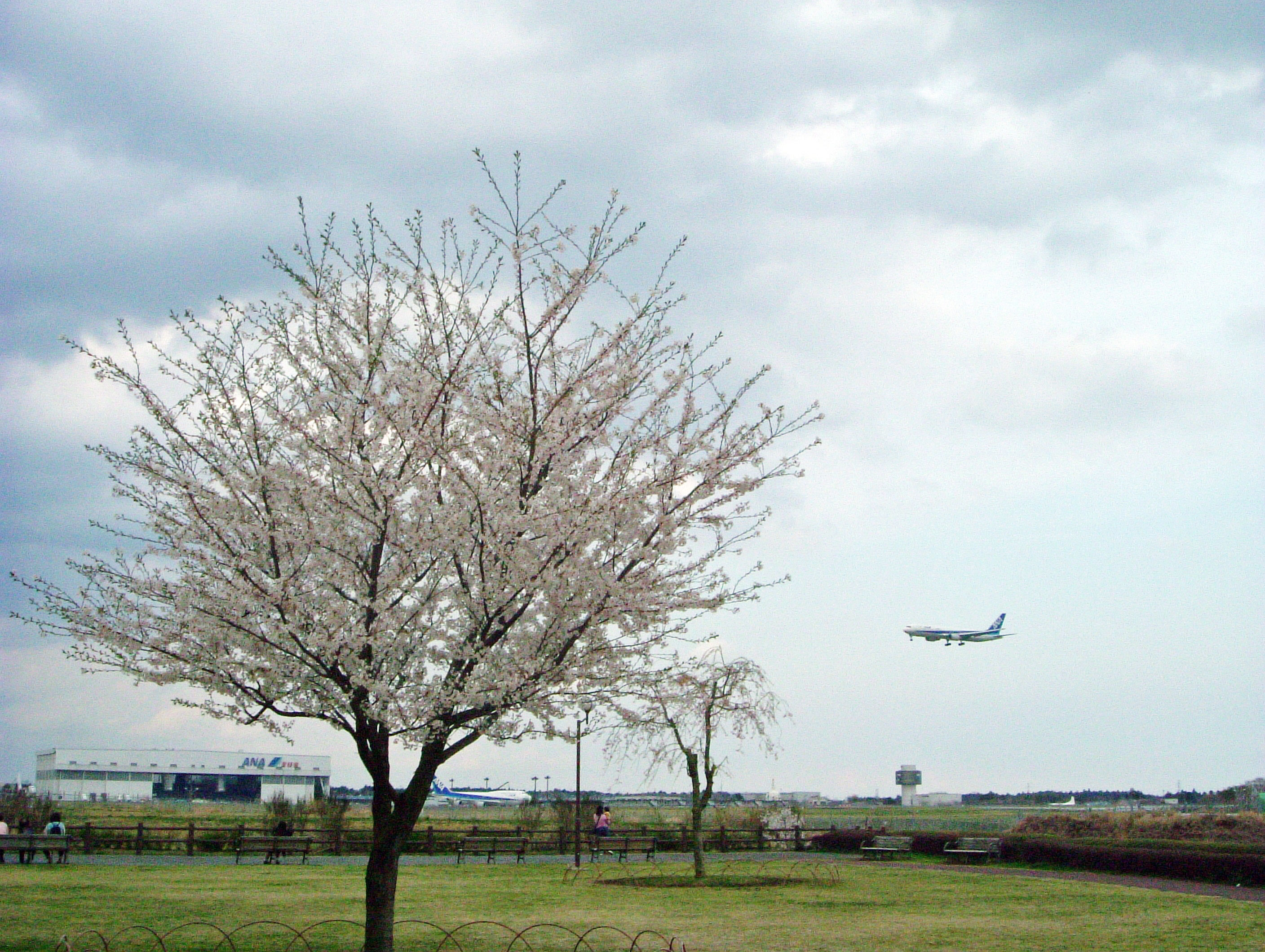 三里塚さくらの丘の桜｜花見特集2026