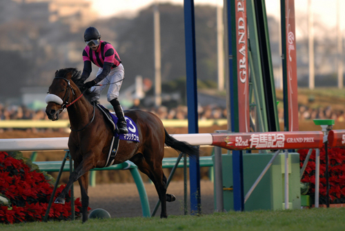 競馬】格安の新種牡馬、マツリダゴッホの評価が高いワケ | web