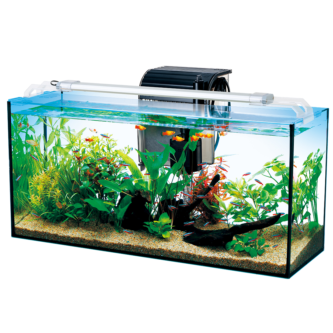 テトラ オールグラスアクアリウム600 熱帯魚セット｜観賞魚・水生生物