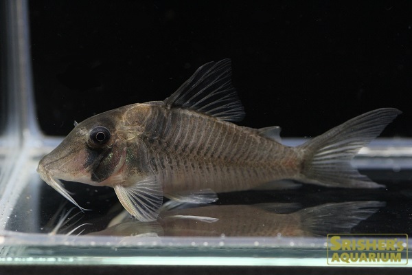 コリドラス・sp・ホワイトルイーザ｜コリドラスの仲間 - Corydoras