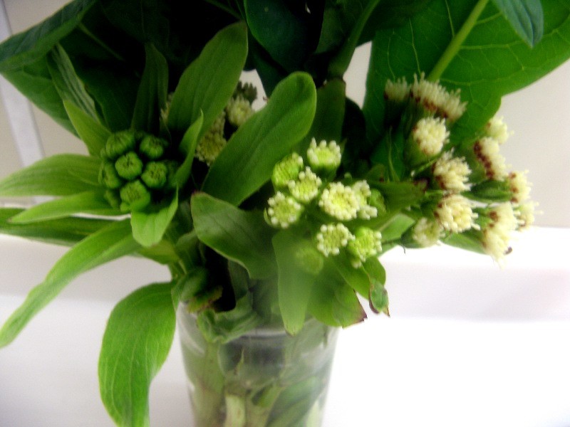 フキ | Petasites japonicus | かぎけん花図鑑