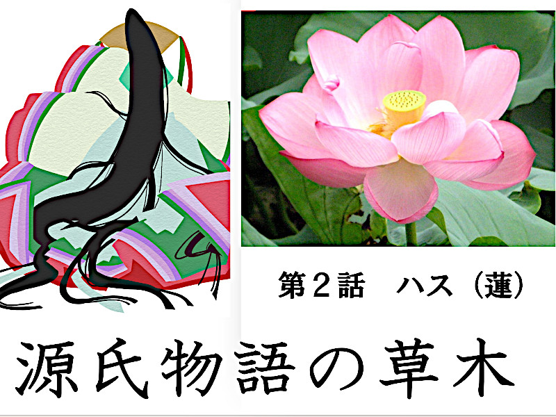 7月3日の誕生花 蓮、立浪草 | かぎけん花図鑑