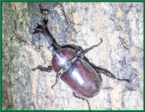 カブトムシを捕まえよう！（2024年ひろたりあんきっず8月号） |ひろ