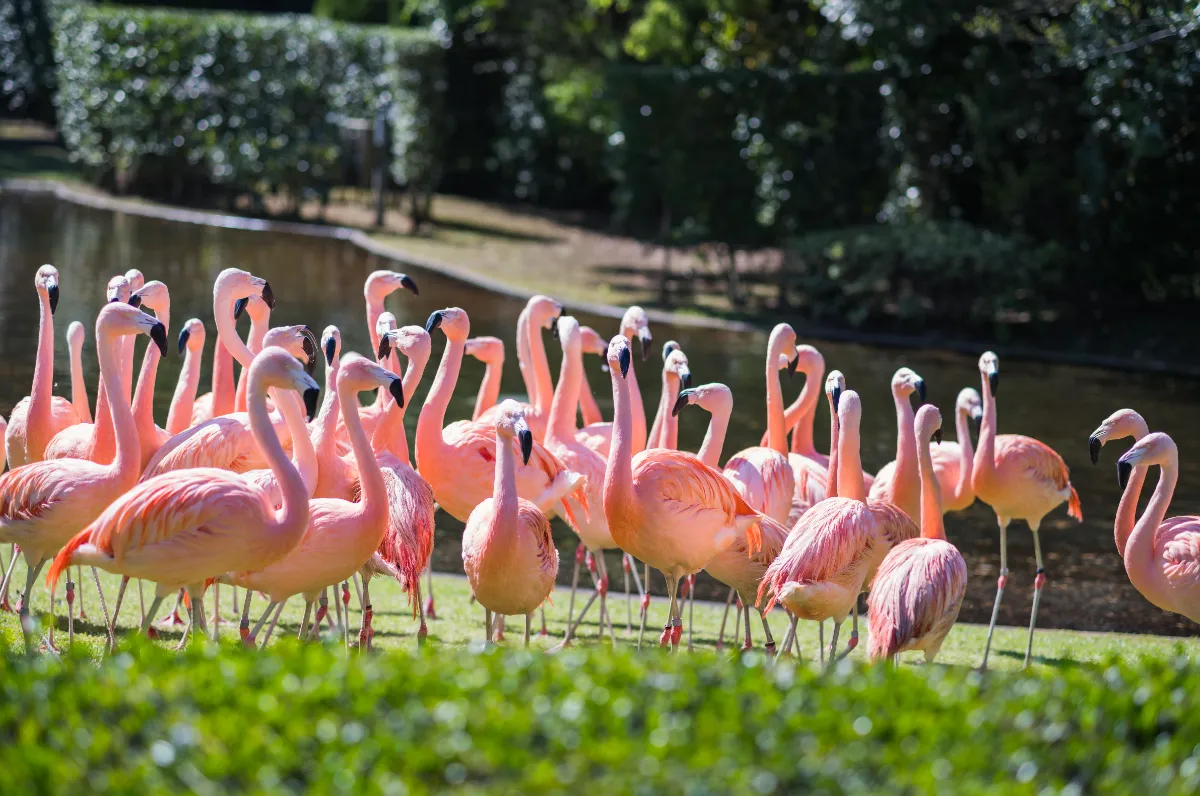 チリーフラミンゴ