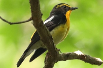 Canon EOS Kiss X9iで撮影された野鳥写真(Page1) | ZooPicker