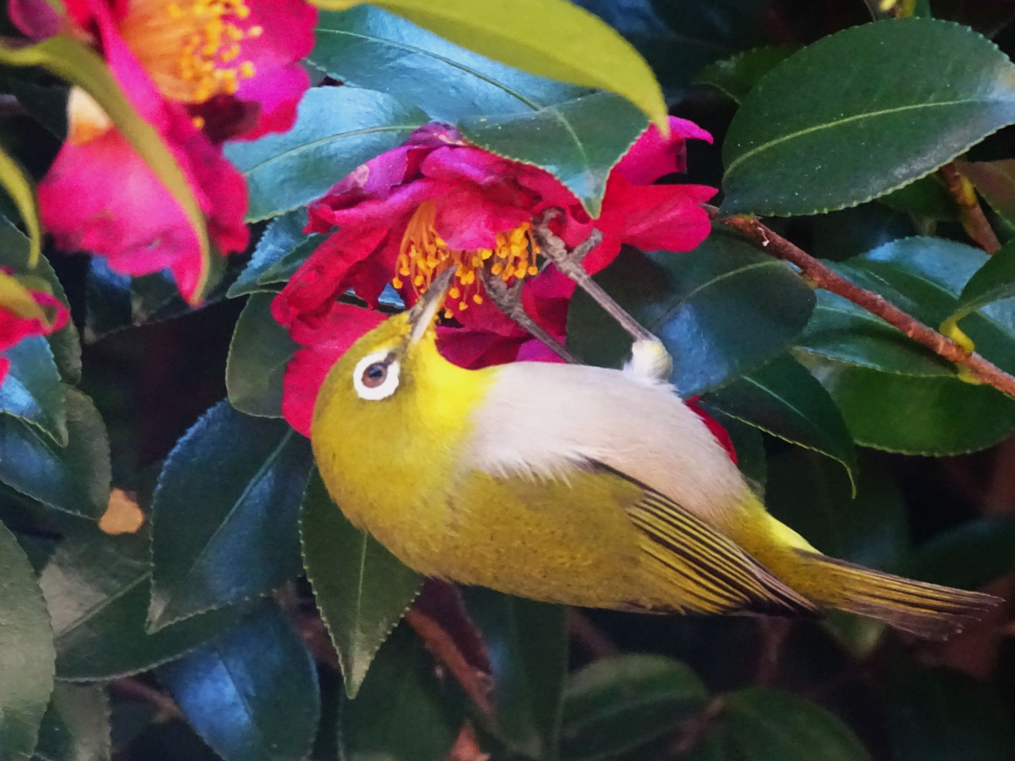 2026/1/23 アオジ|コサギ|ダイサギ 舞岡公園の野鳥観察記録 | ZooPicker