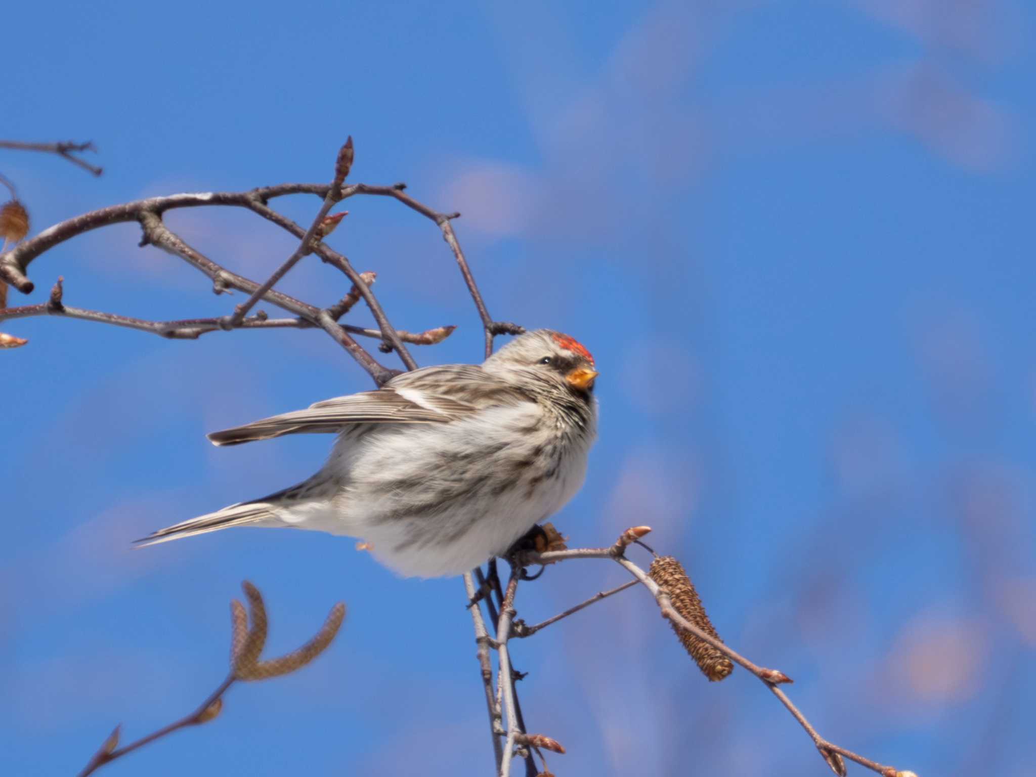 2026/2/8 ベニヒワ|ゴジュウカラ|ヤマガラ 豊平公園(札幌市)の野鳥観察