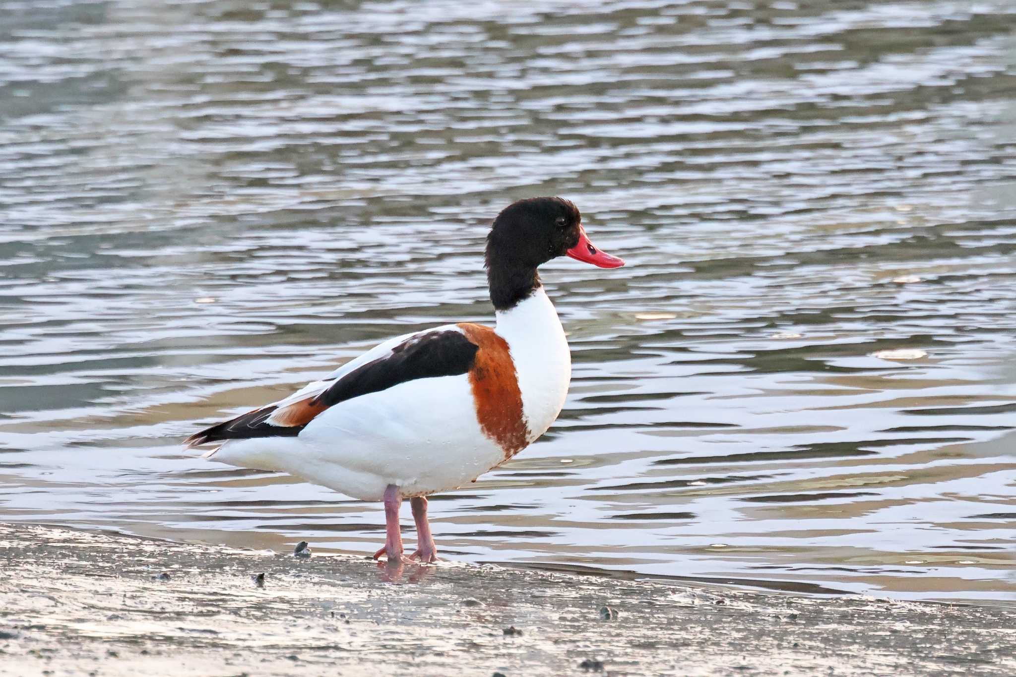 2026/2/23 ツクシガモ|ダイゼン|ハマシギ 松永湾 羽原川河口(福山市)の