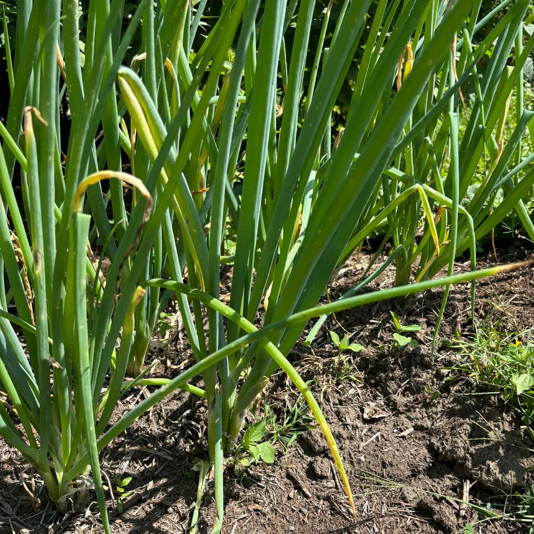 Evergreen Hardy x Tokyo Long x Parade' Green Onion Breeding Mix