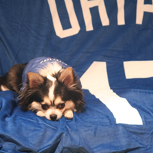 MLB公式 ロサンゼルス・ドジャース 大谷翔平 プラッシュブランケット