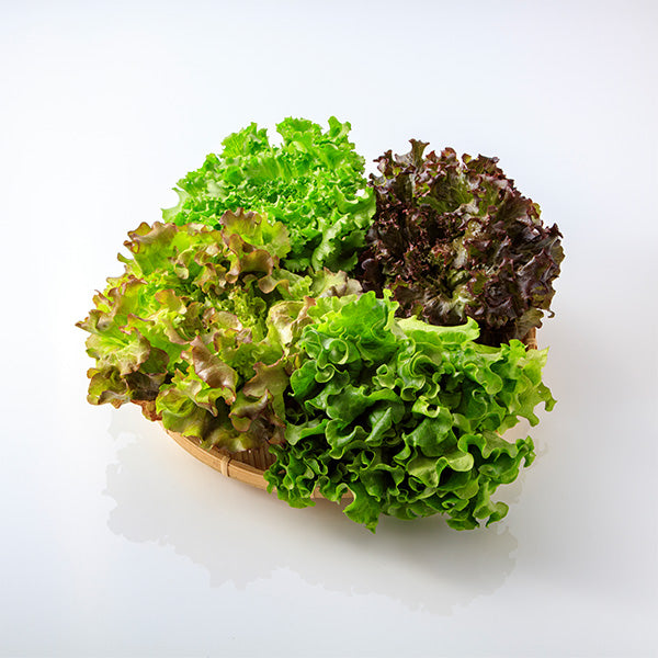 サラダが華やぐ ごちそうレタス 8袋【大阪府泉佐野産】農産物直売所
