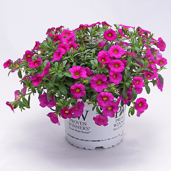 PW公式オンラインストア / スーパーベル(R) ポケットピンク