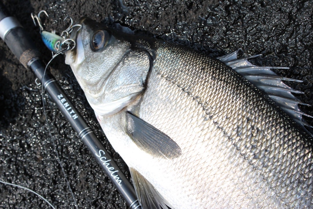 ZENITH schelm (ゼニス シュレム)1102m | TO THE BEST ROCKY SHORE