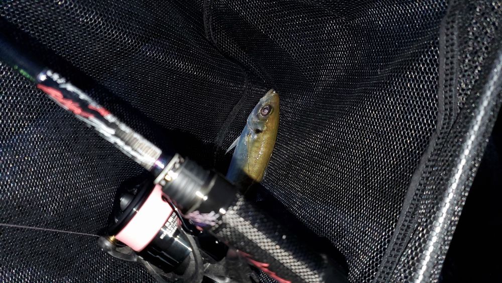 モーリス グラファイトワークス TFL-55RX-Ti シェイクダウン