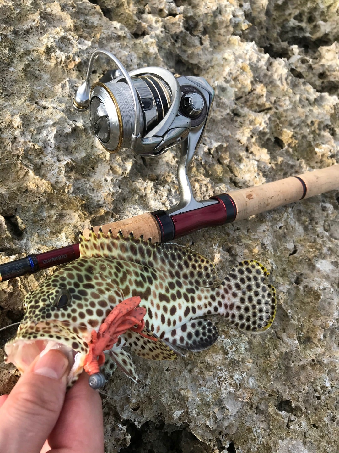 スコーピオン2651R-5（シマノ） | 南湖族のブログ