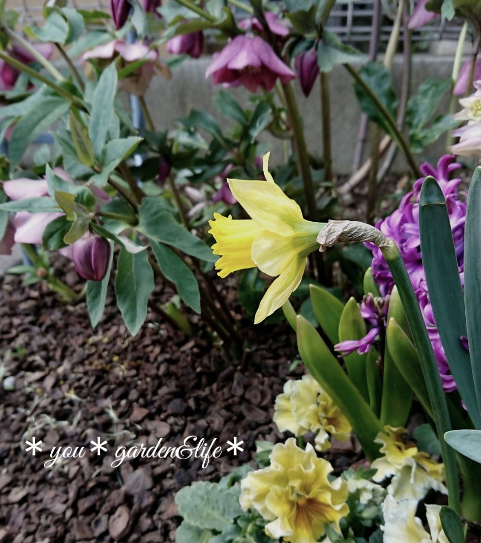 愛しのクロッカス＆クリスマスローズ(* ´∇｀*)＊小道にも春が
