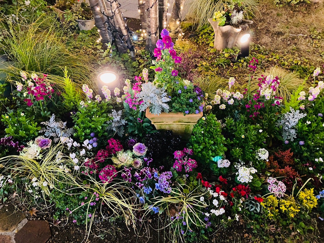 東京スカイツリーの花壇♪＊ウィンティーの花壇＊オステオスペルマム