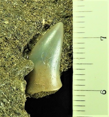 関野鼻 ホホジロザメ属のハスタリスの歯化石 | kulif 化石 富貴蘭 石斛