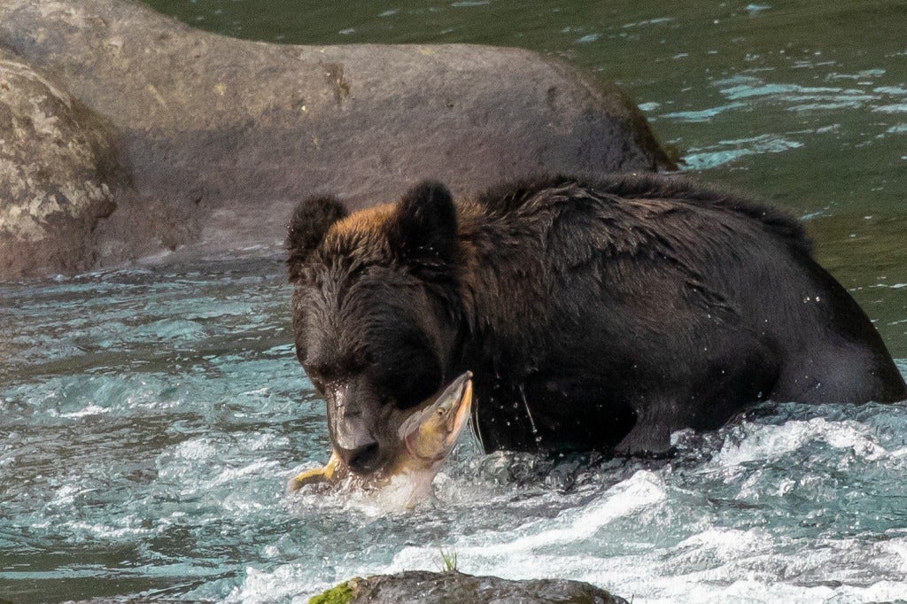 知床のヒグマ最新事情～（2021版） | ZXねこままんR