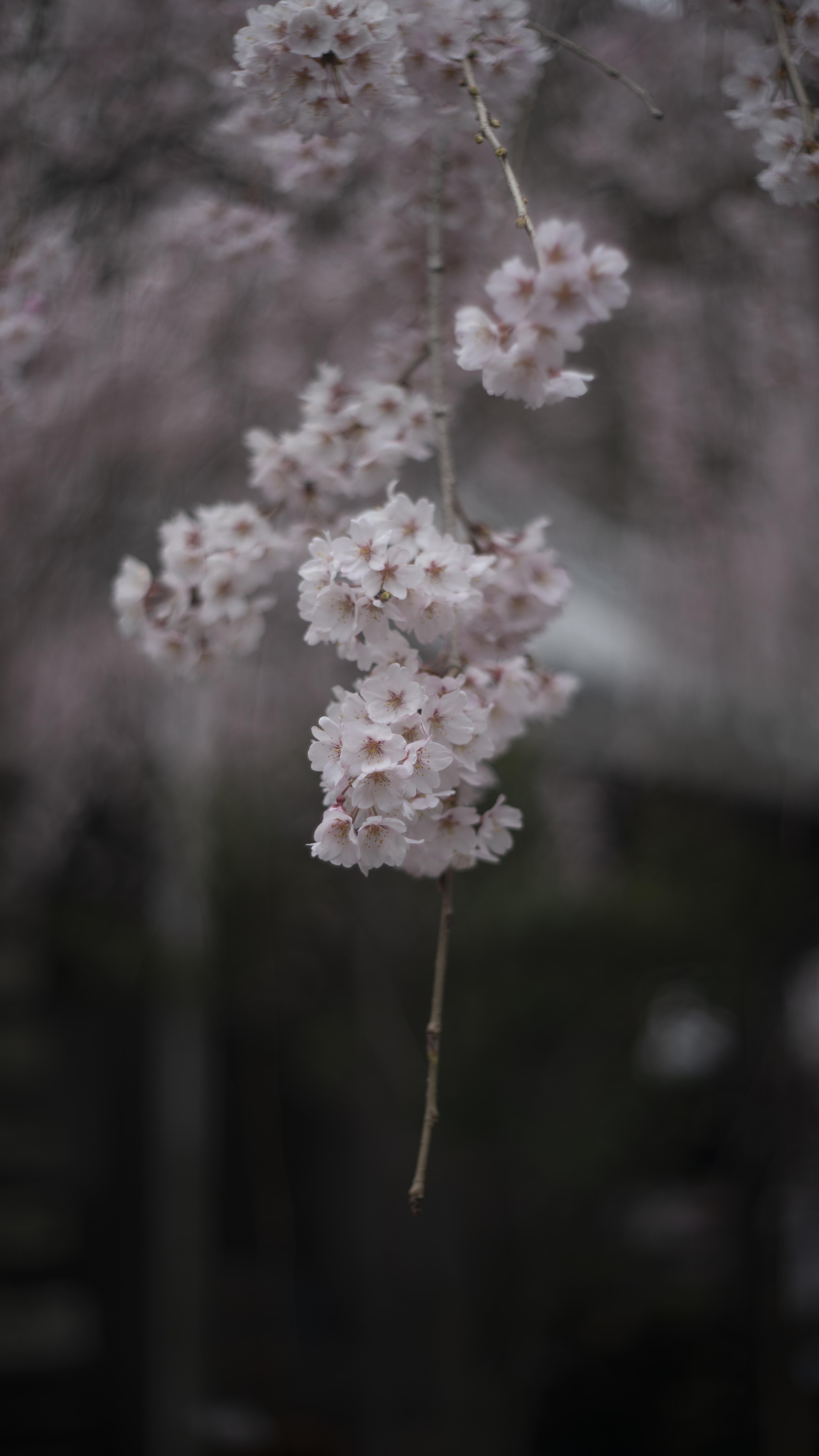 Meyer-Optik Görlitz ORESTON 50mm/f1.8と桜 | 空は見れど