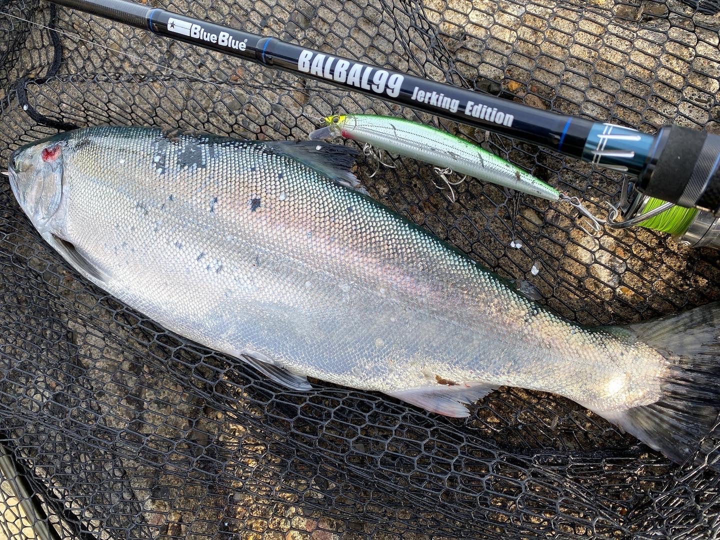 釣果報告〜 ショア海サクラマスに効くルアー!! 〜 | BLUE MARLIN 西川