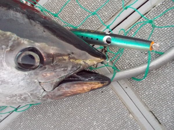 フランスパン jr. | カーペンタールアー、ロッド研究室