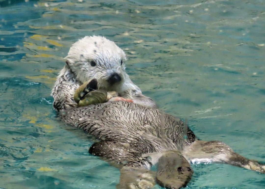 鳥羽水/メイちゃん・キラちゃん | いんちきサファイア