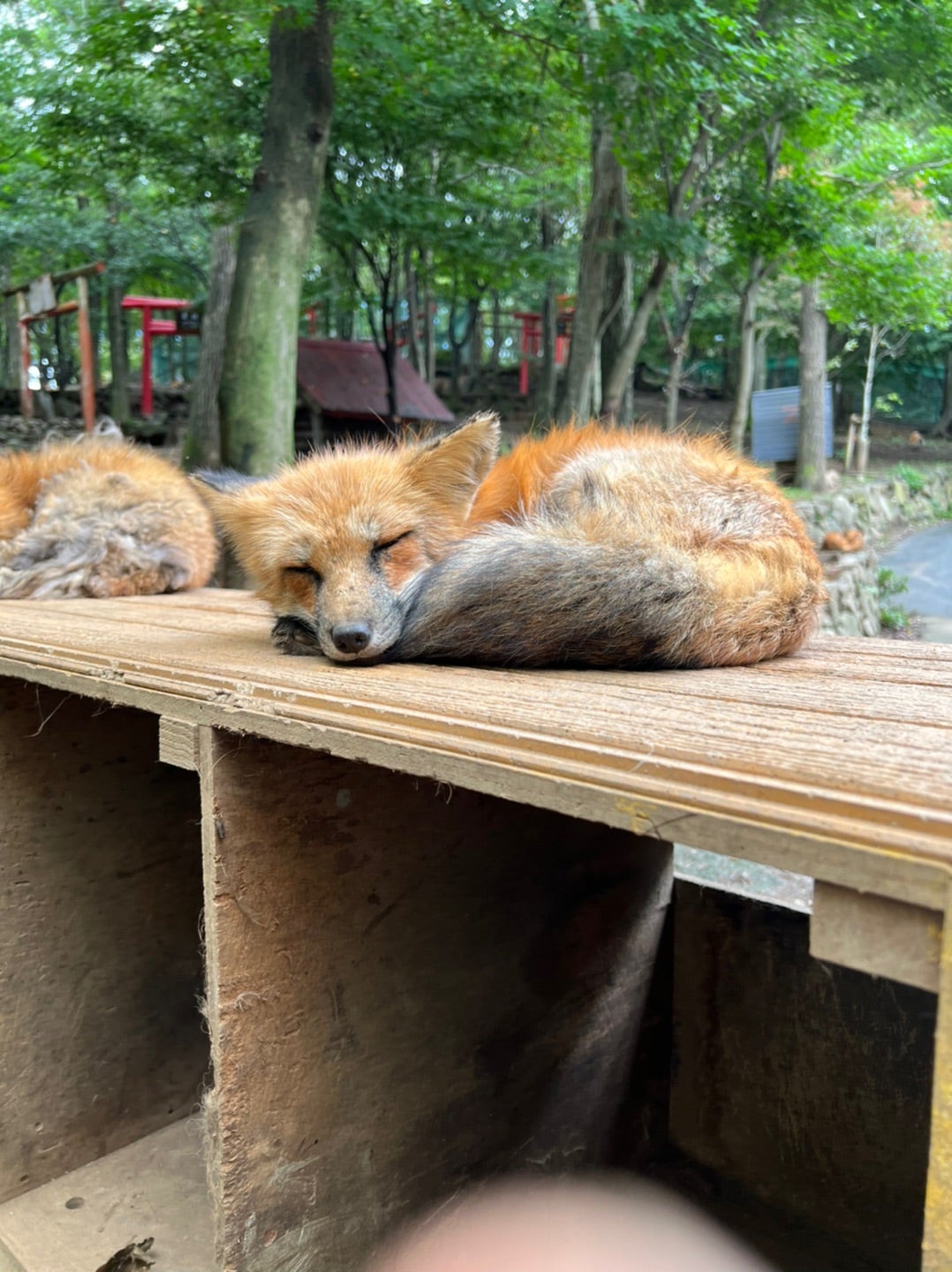 仙台観光③宮城蔵王きつね村 | アラサー初マタ看護師 切迫早産の記録