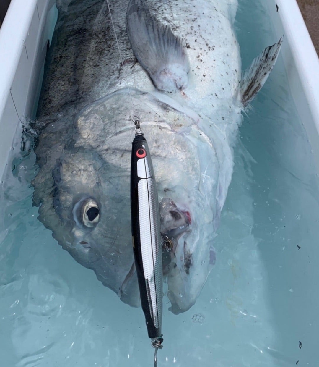 KLL 043B （パンドラevo I 250g） | カーペンタールアー、ロッド研究室