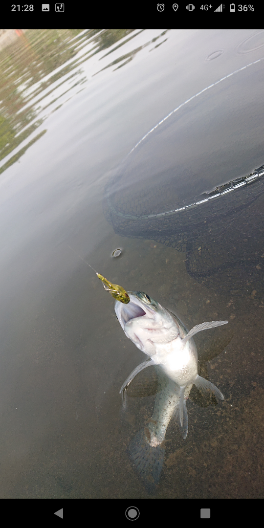 超個人的なロッドインプレッション ヴァルケイン ダーインスレイヴ
