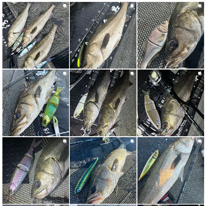 DRT クラッシュゴースト「N・F chrome」が東京湾シーバスで炸裂中