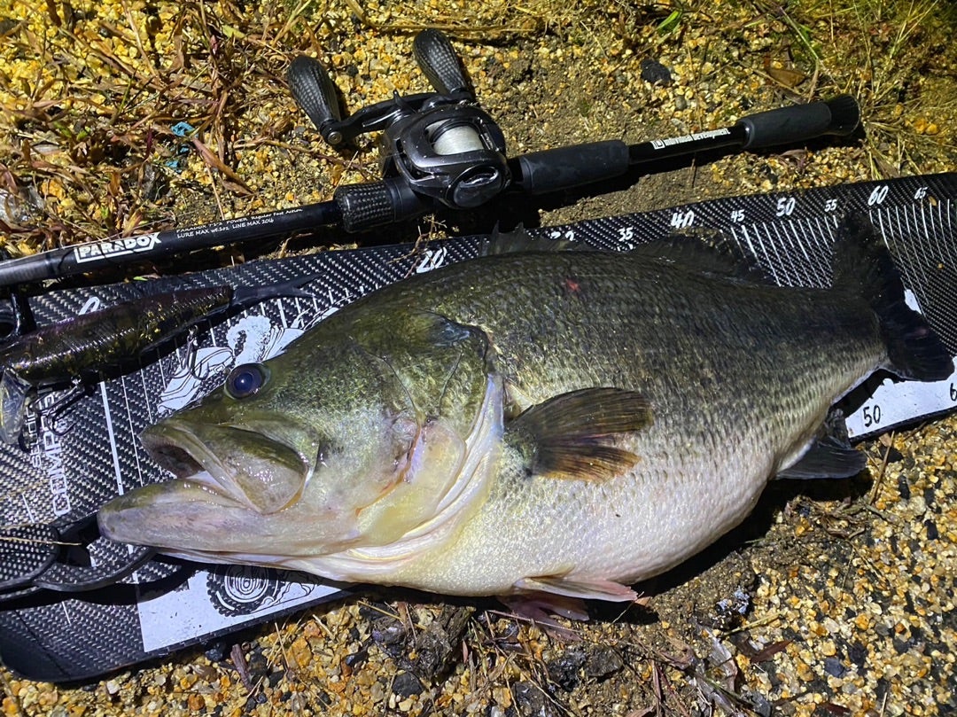 ネコソギDSR オリカラ入荷！✨ | Fish! tackle shopのブログ