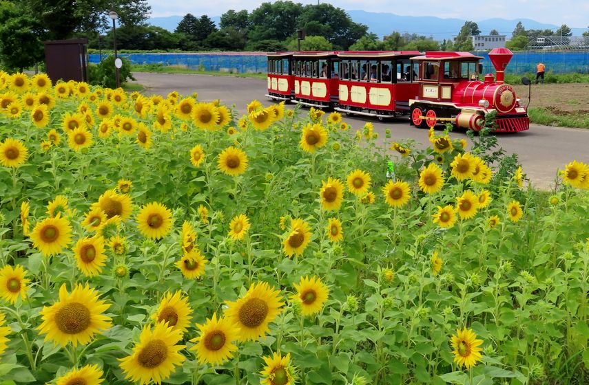 満開のヒマワリ 08/03さとらんどひまわり | 公園散歩写真日記