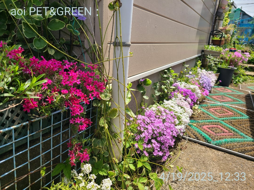 シバザクラ | はぁふめもる