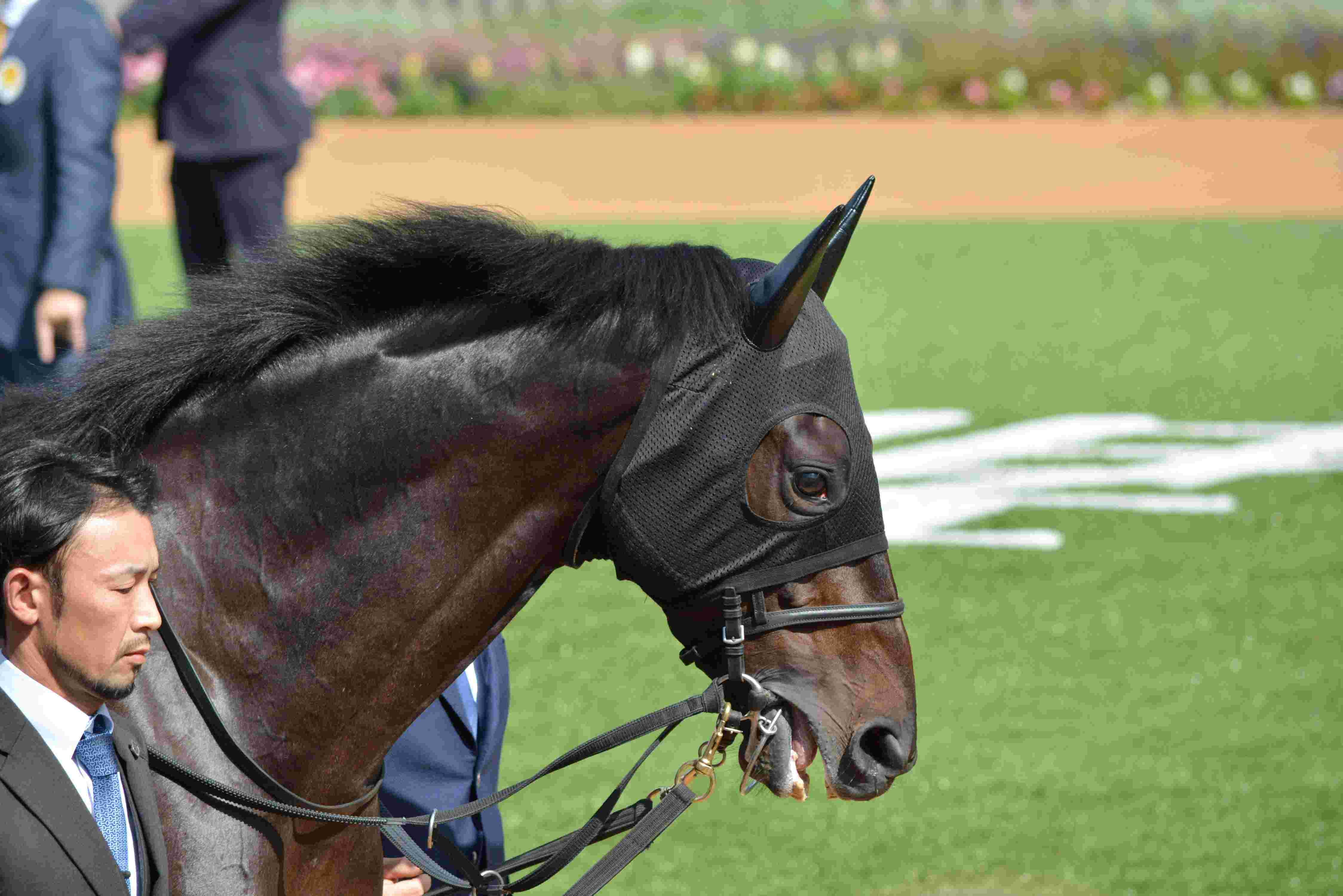 ヘデントール 天皇賞・春G1初制覇 | おぎ@一口馬主ブログ －愛馬のこと