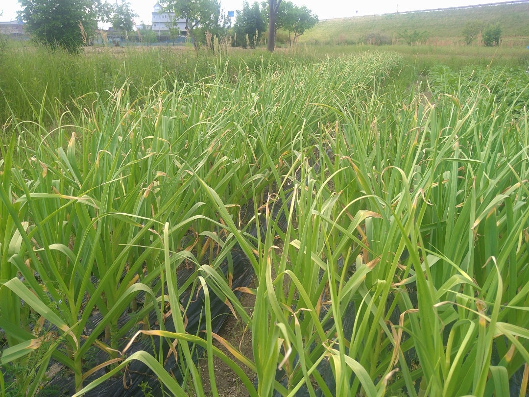 にんにく栽培、最後の直線！ – Farm 丘の上の風見鶏