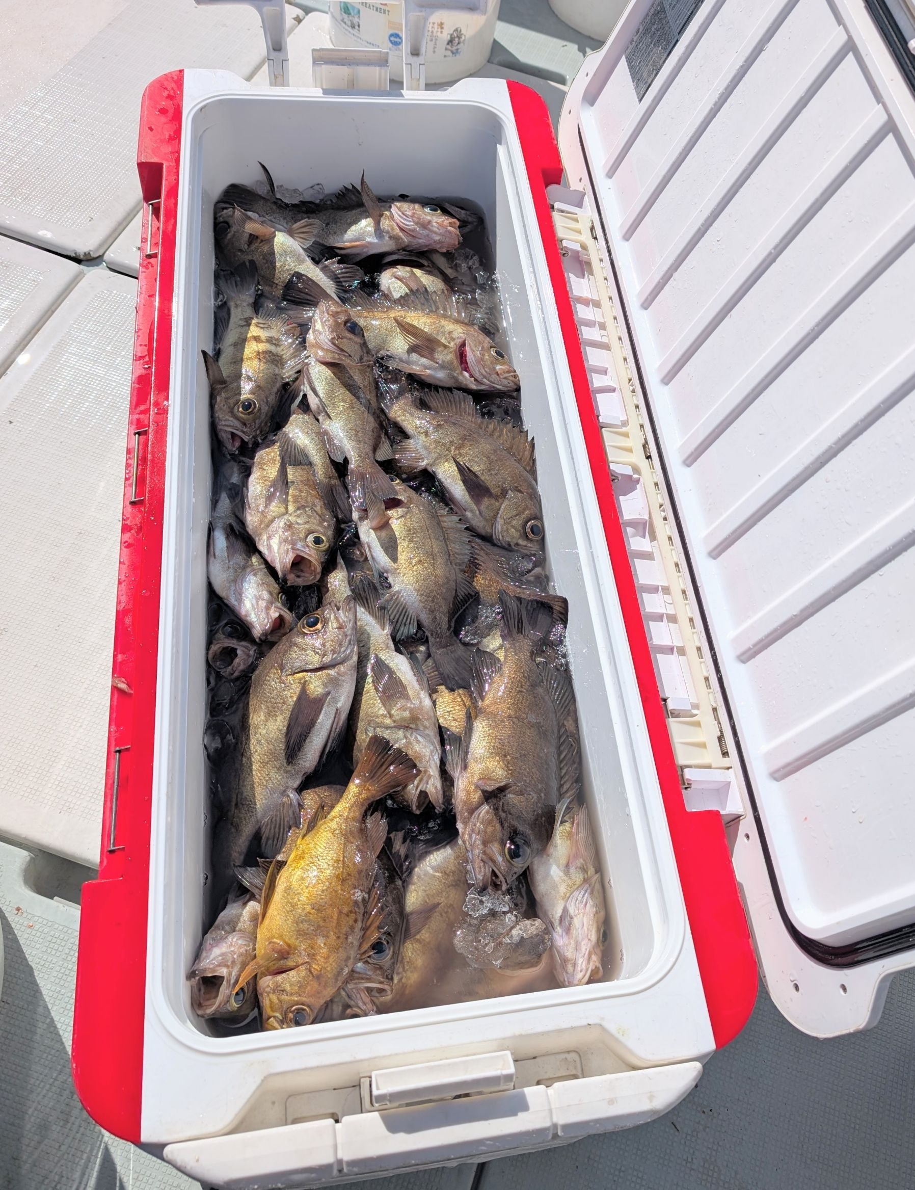 ふじよしまる日記 岩船港 遊漁船 第二藤義丸