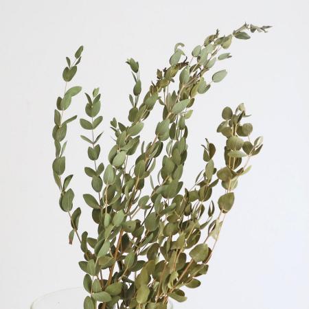 ドライフラワー 通販 - はなどんやアソシエ