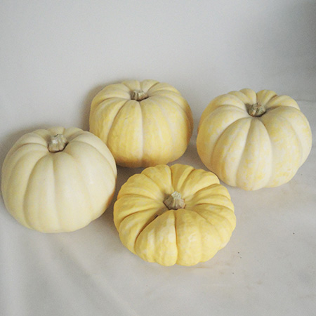生花/即納】かぼちゃ ミニパンプキン(ホワイト～ベージュ・イエロー)2L