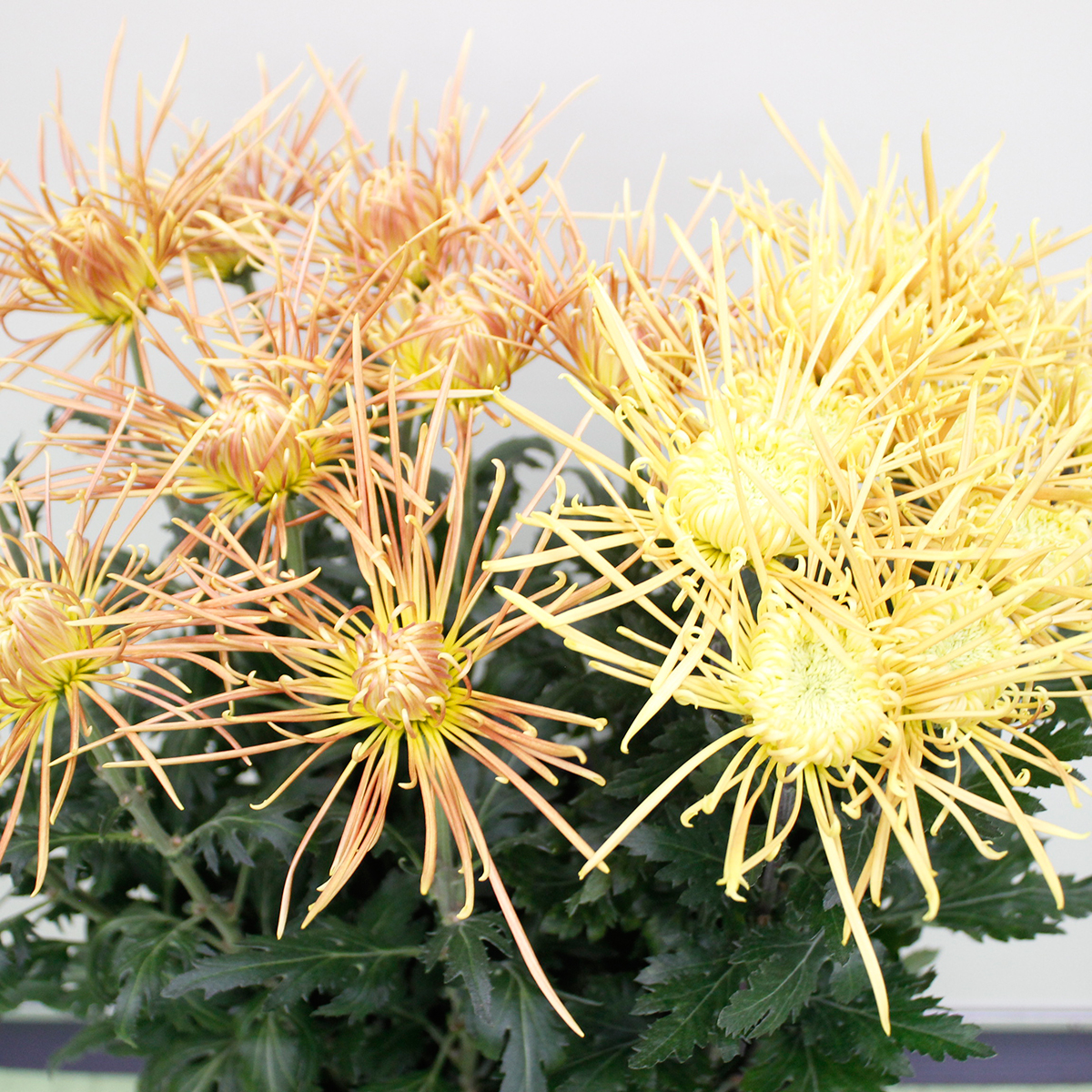 直前!!】糸菊 オレンジ ※品種おまかせ【生花】 - 花材通販はなどんや