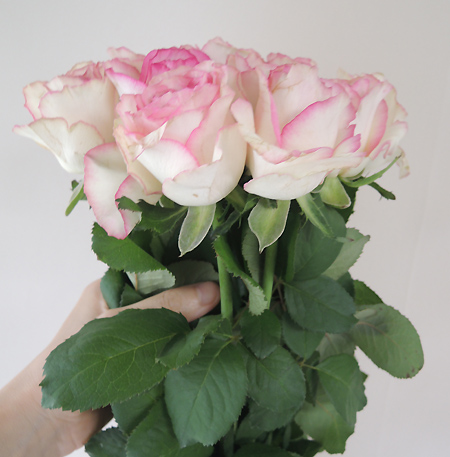 直前!】バラ ドルチェヴィータ+(白×ふちどりピンク)4-50cm程度 - 花材